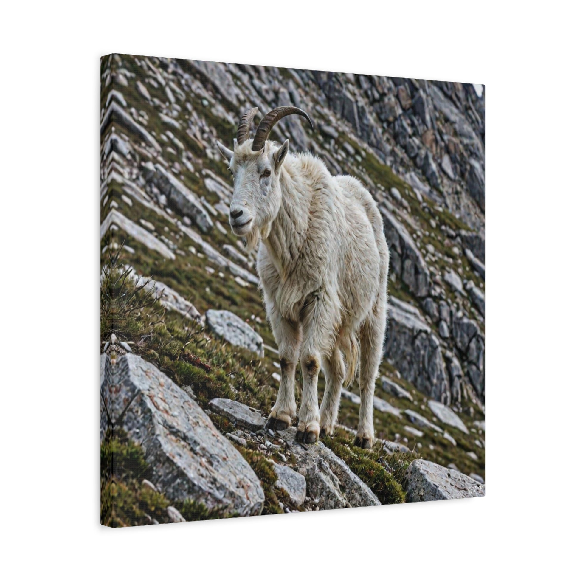 Mountain Goat (075) - Great Pictures Framed