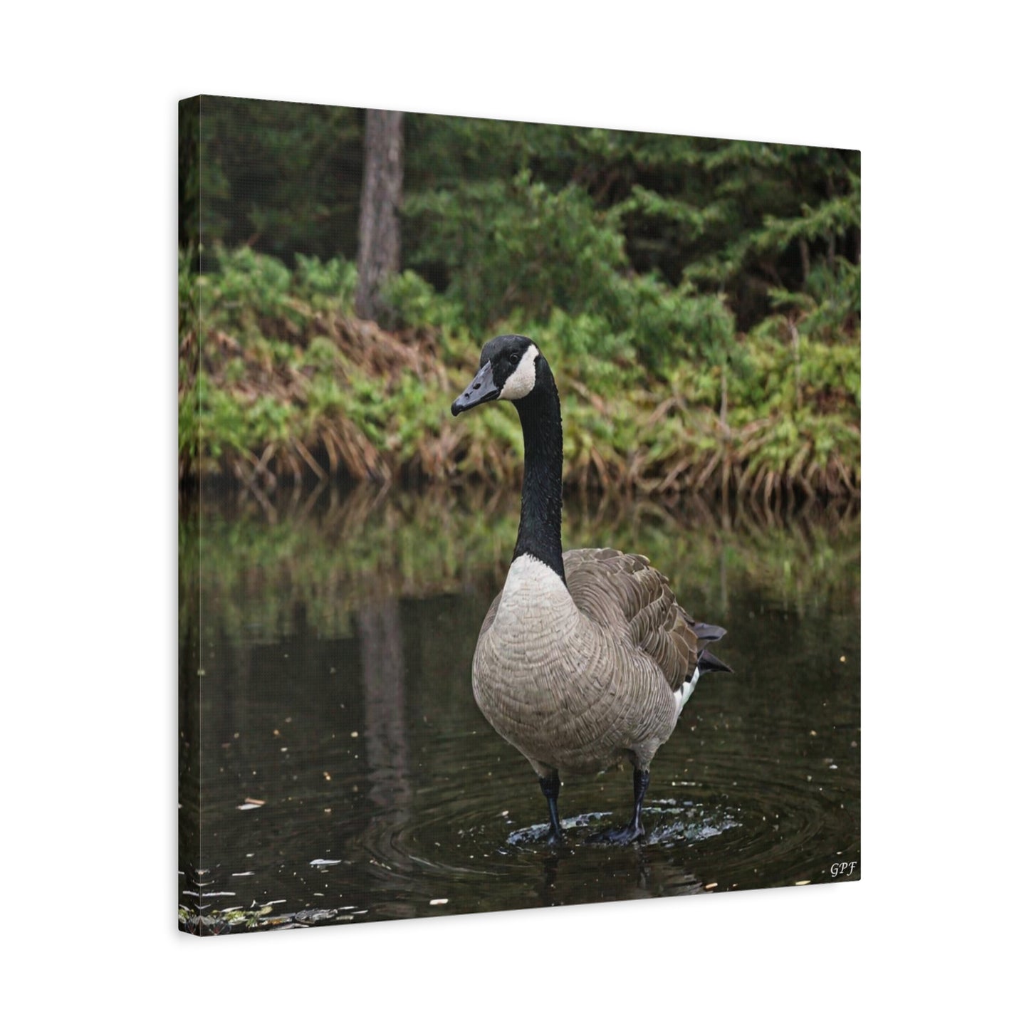 Canada Goose (0176) - Great Pictures Framed