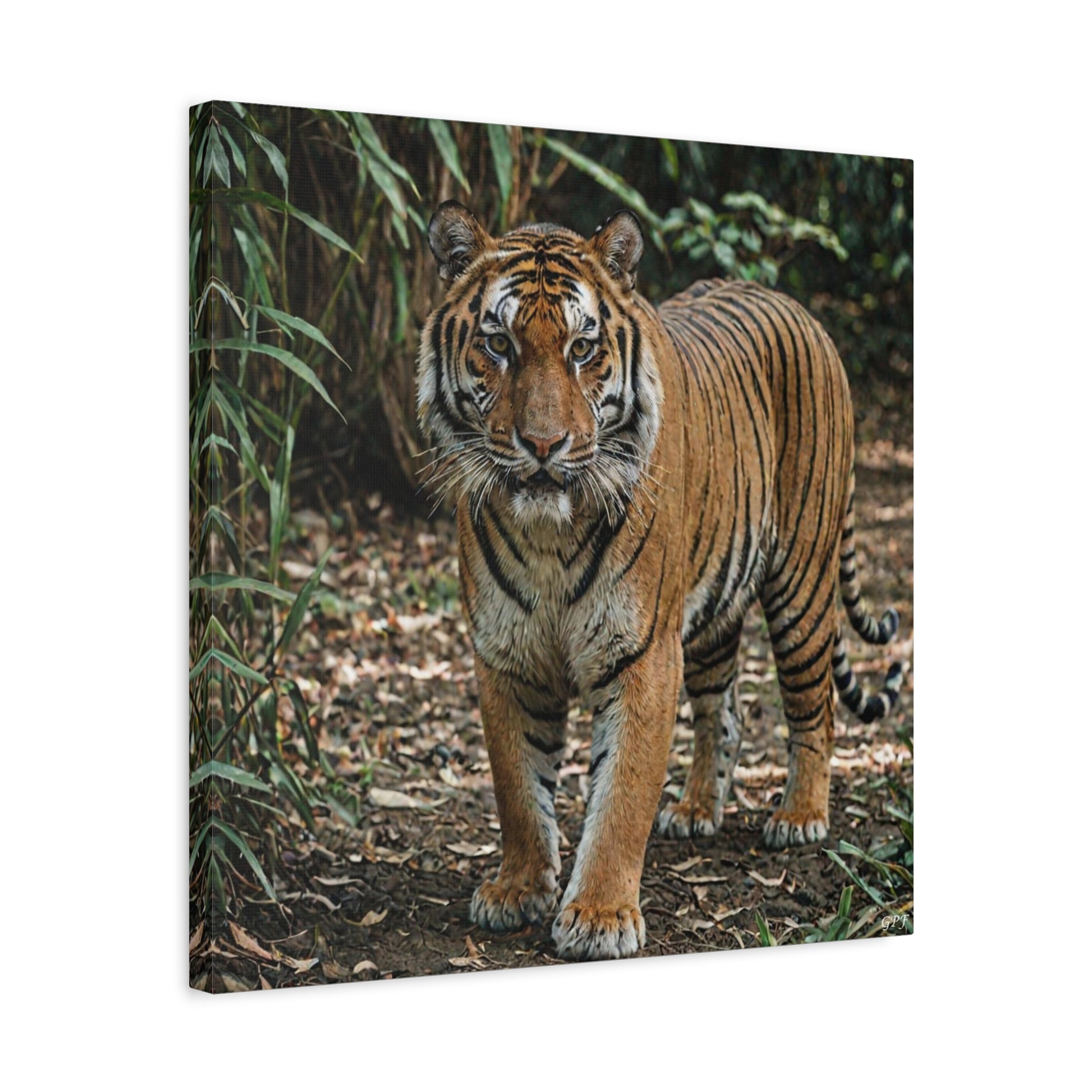 Bengal Tiger (156) - Great Pictures Framed