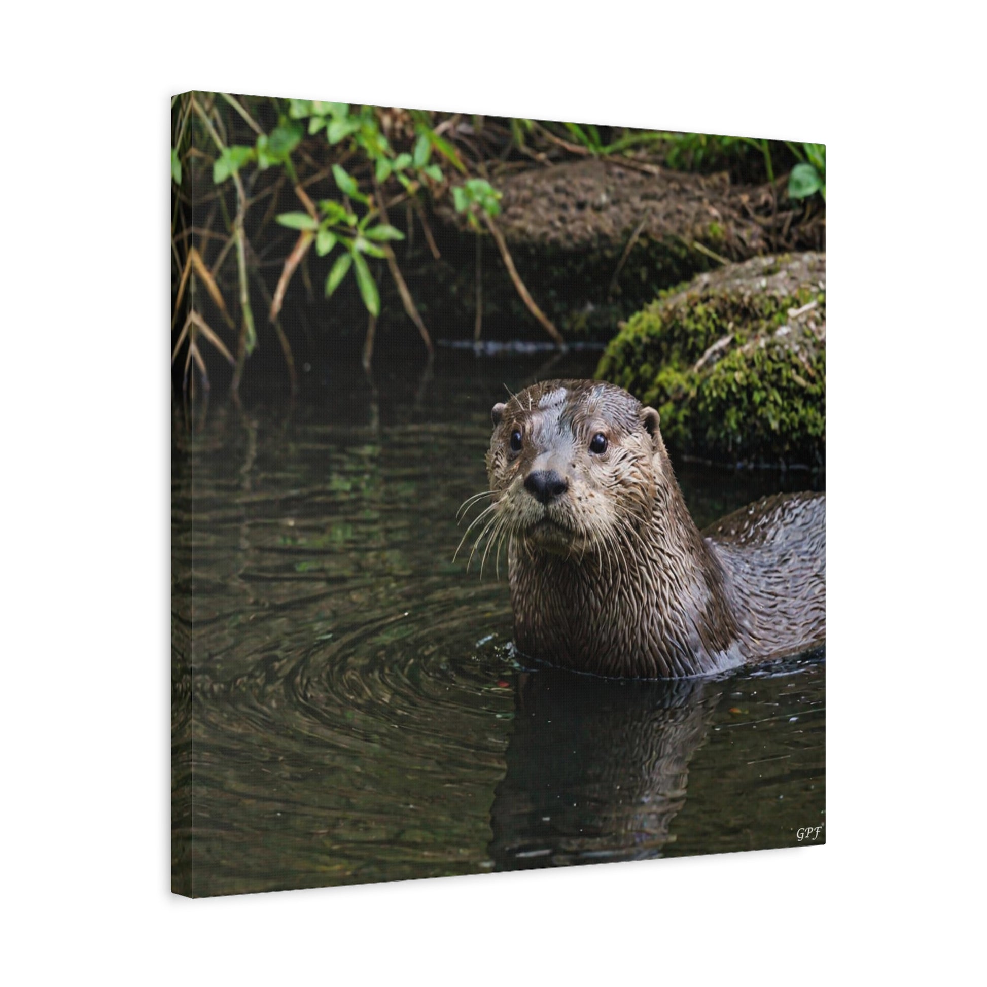 River Otter (073) - Great Pictures Framed
