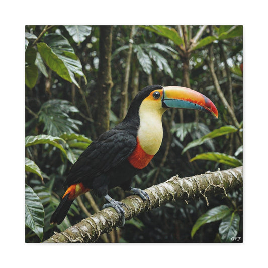 Toco Toucan (0236) - Great Pictures Framed