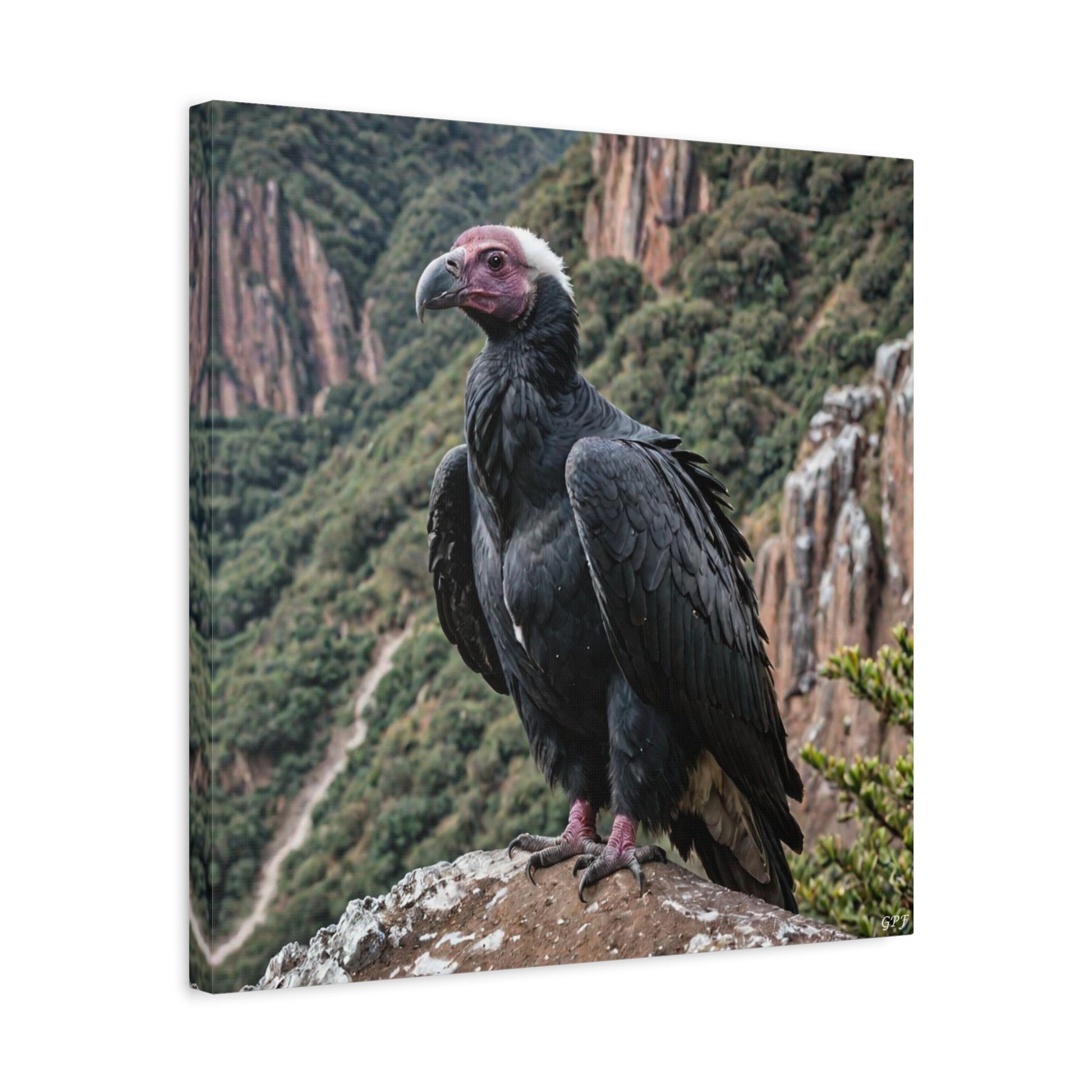 Andean Condor (0206) - Great Pictures Framed
