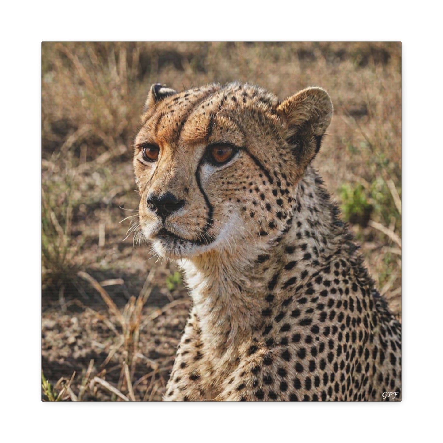 Cheetah (007) - Great Pictures Framed