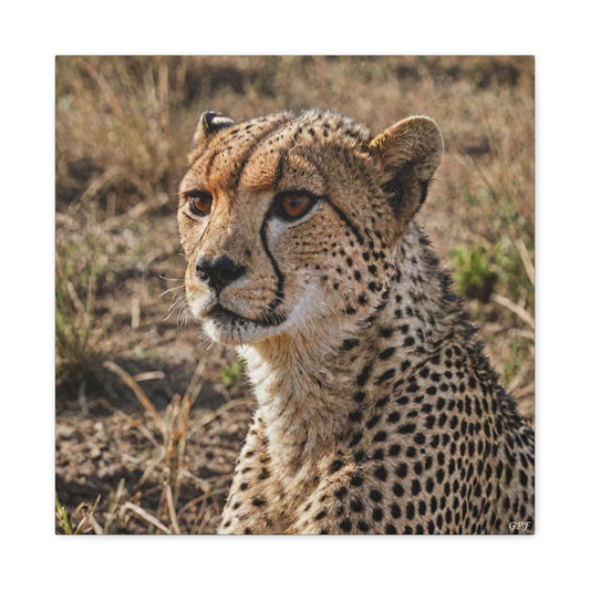 Cheetah (007) - Great Pictures Framed