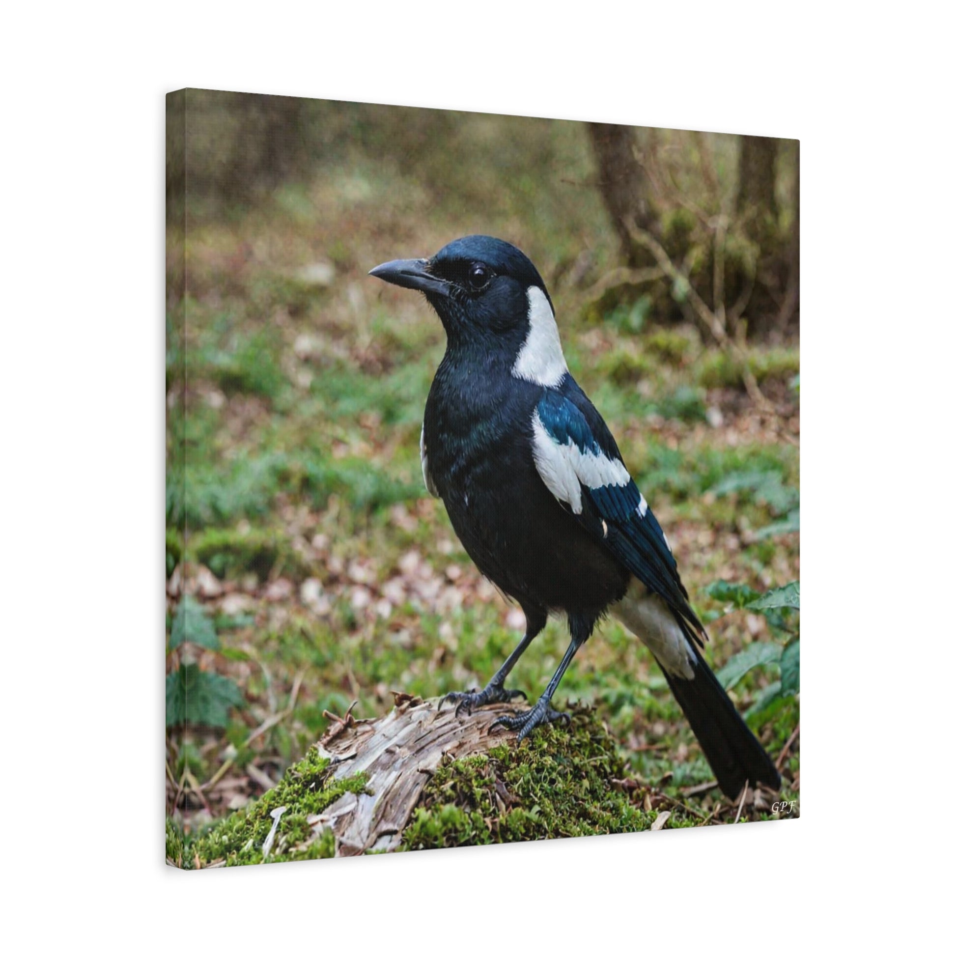 Eurasian Magpie (0136) - Great Pictures Framed