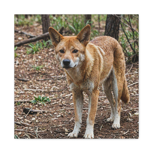 Dingo (6) - Great Pictures Framed