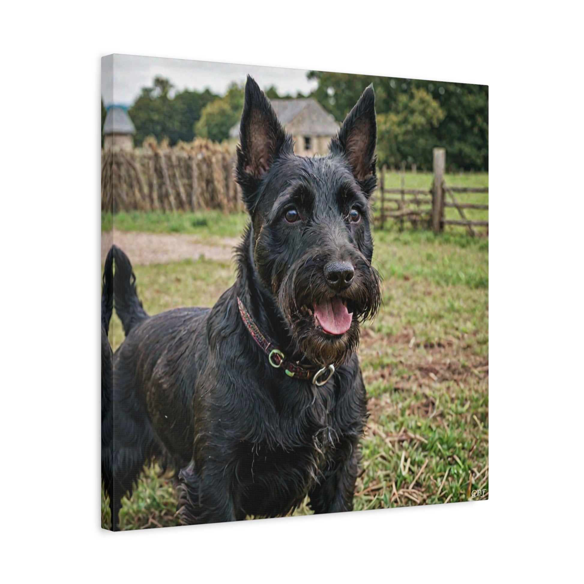 Scottish Terrier (090) - Great Pictures Framed