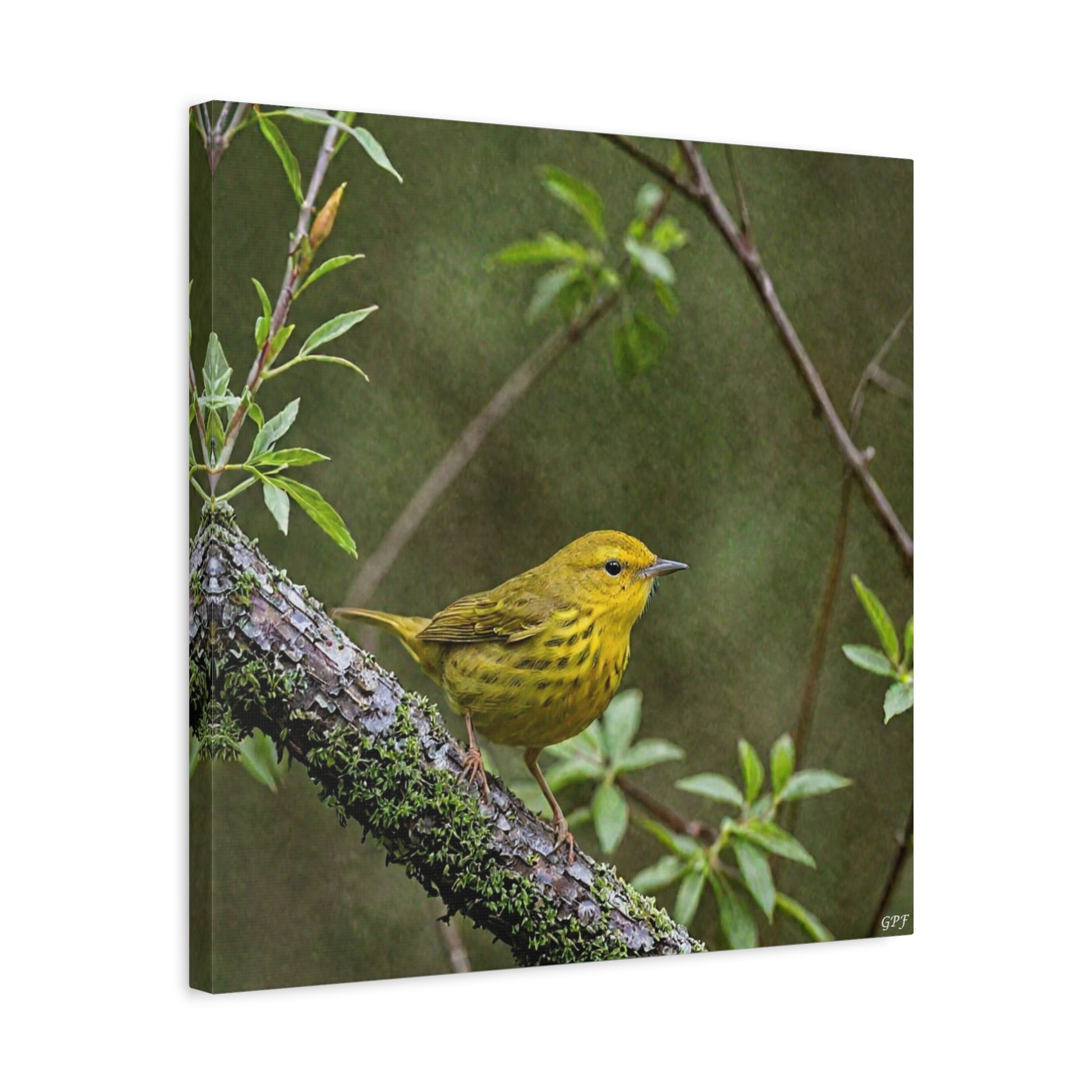 Yellow Warbler (0199) - Great Pictures Framed