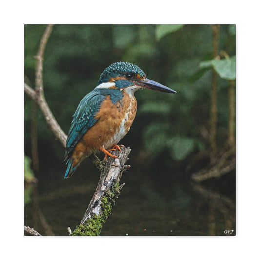 Common Kingfisher (0129) - Great Pictures Framed