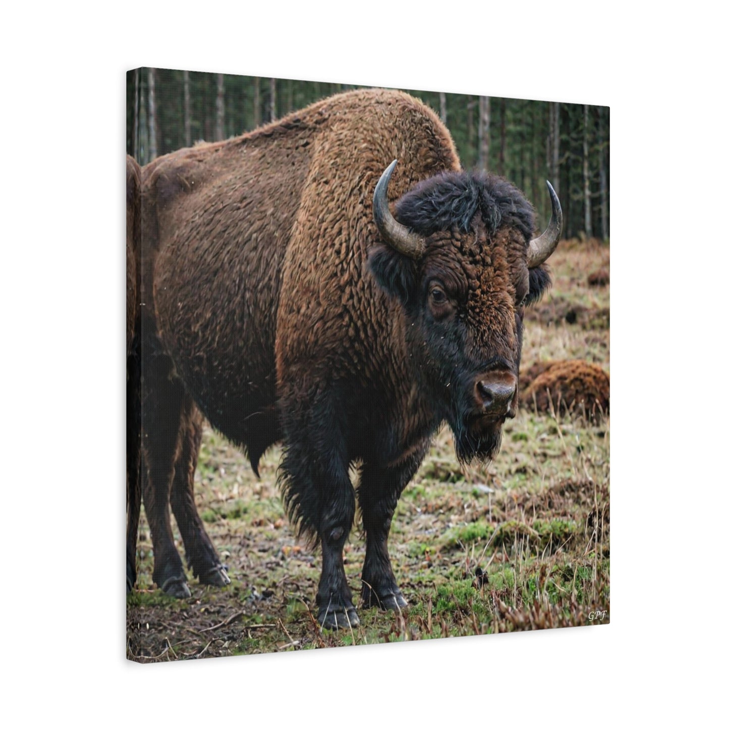 European Bison (129) - Great Pictures Framed