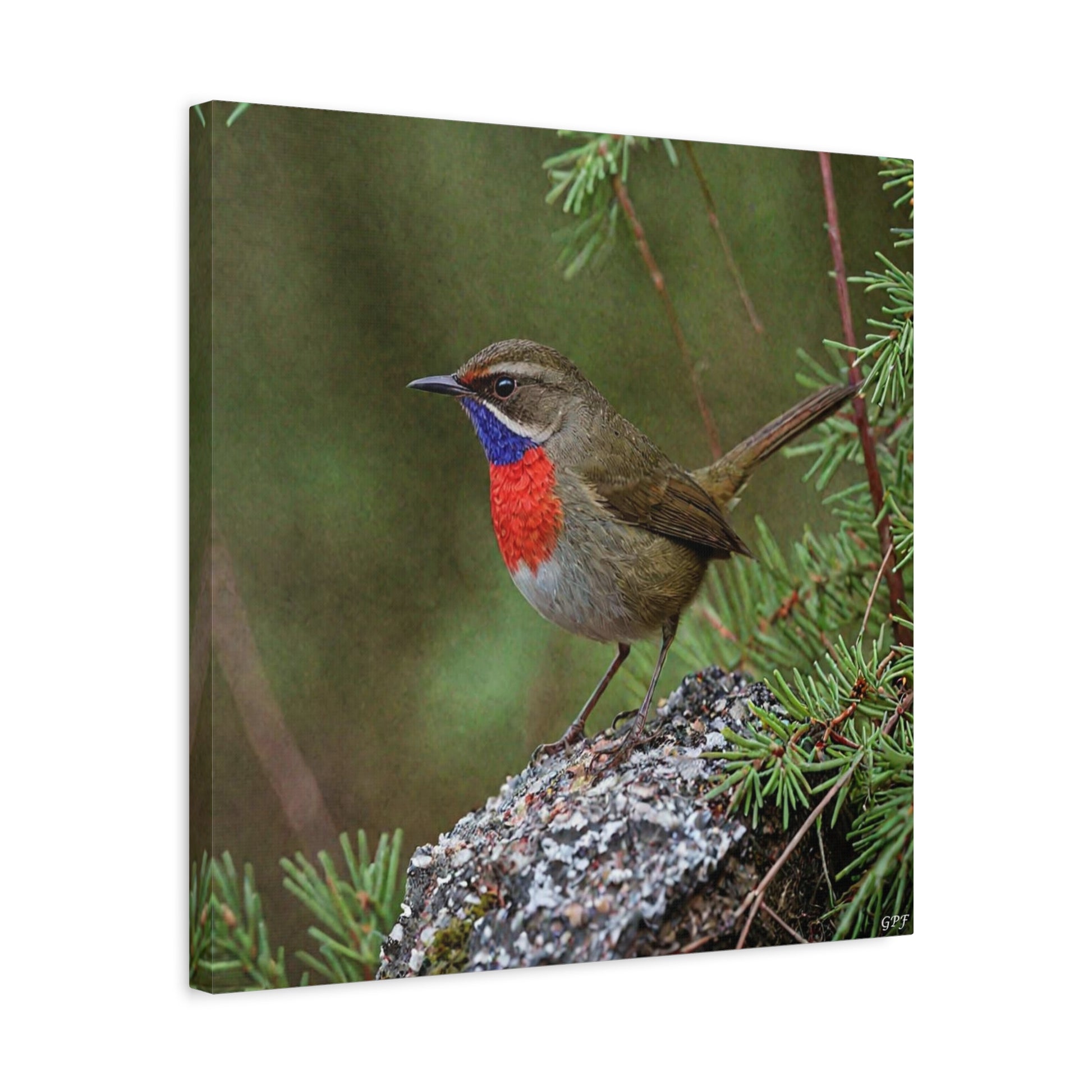 Siberian Rubythroat (0078) - Great Pictures Framed