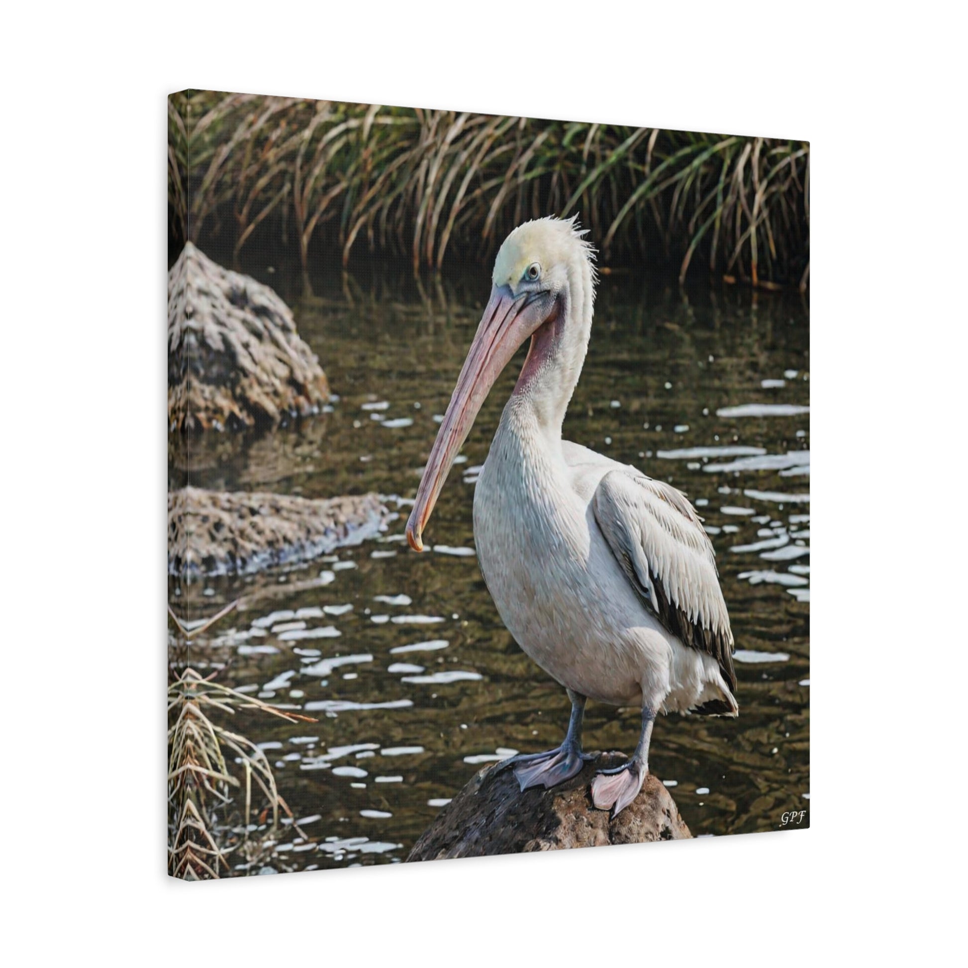 Australian Pelican (0086) - Great Pictures Framed