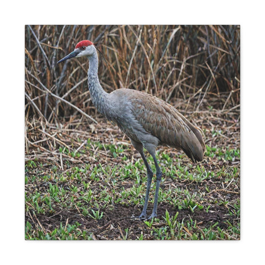 Sandhill Crane (0191) - Great Pictures Framed