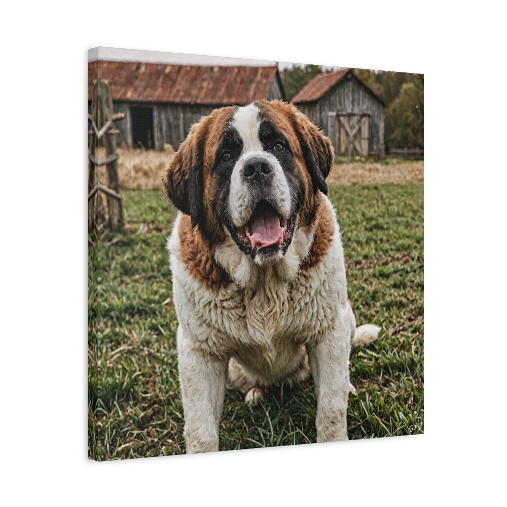 Saint Bernard (088) - Great Pictures Framed