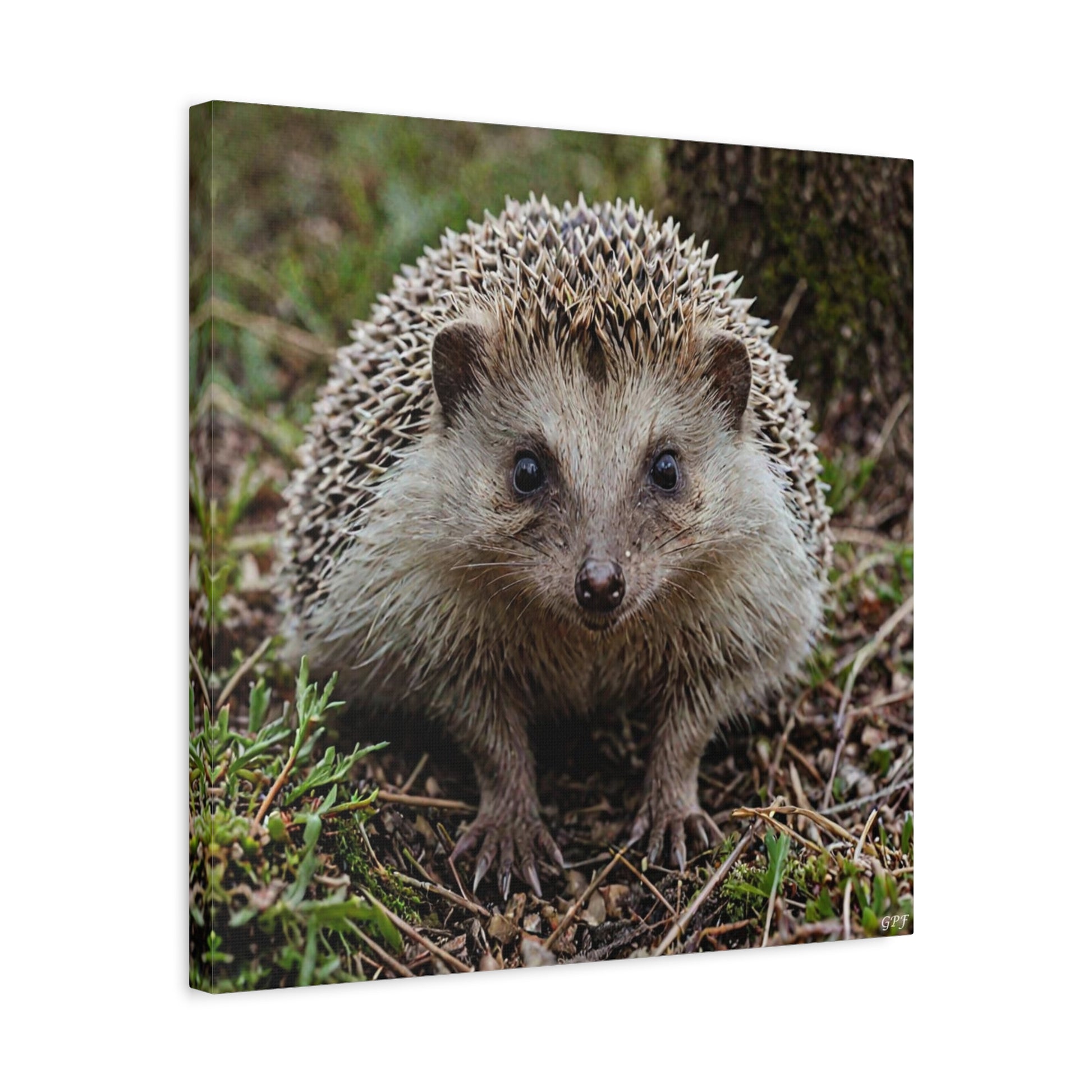 European Hedgehog (140) - Great Pictures Framed
