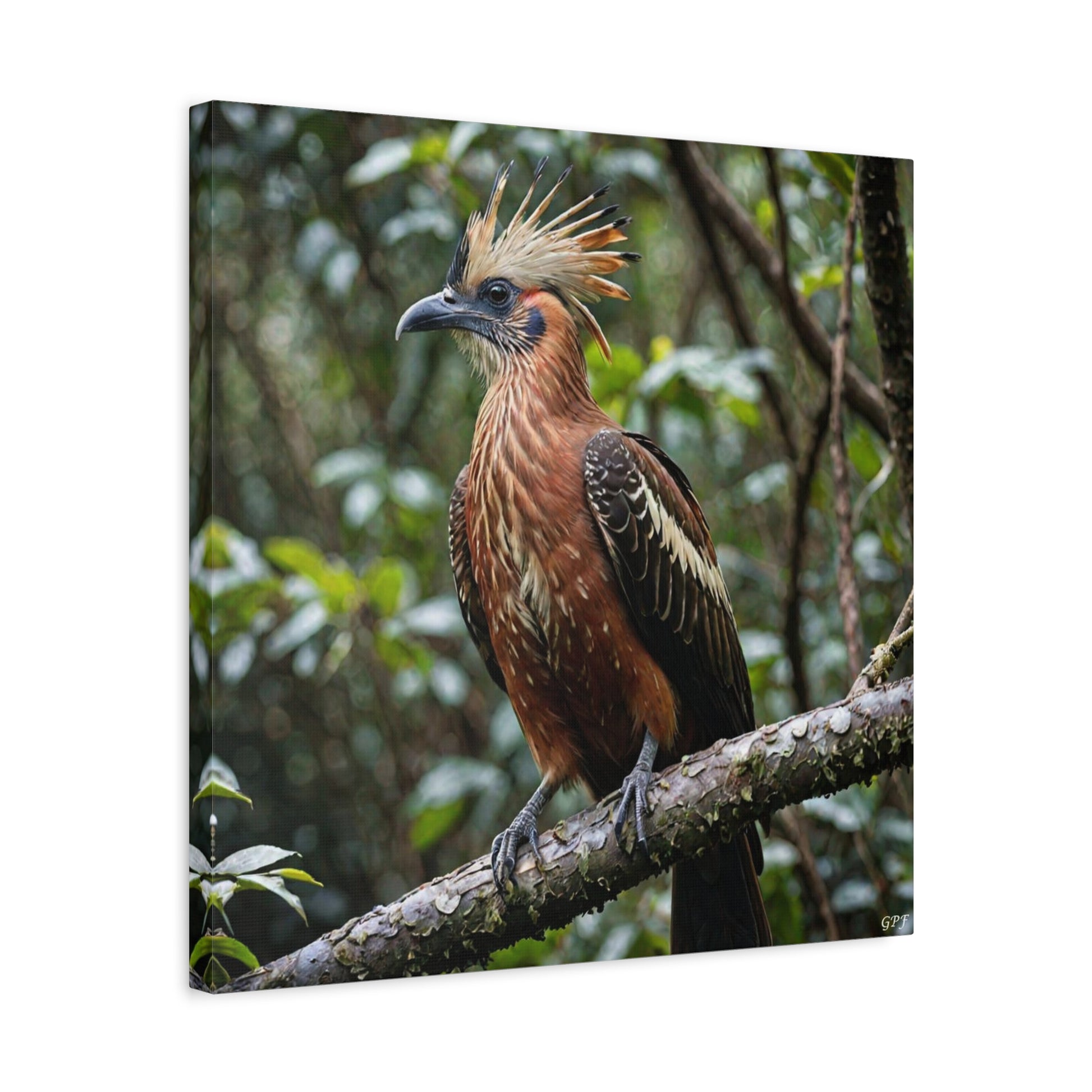 Hoatzin (0216) - Great Pictures Framed