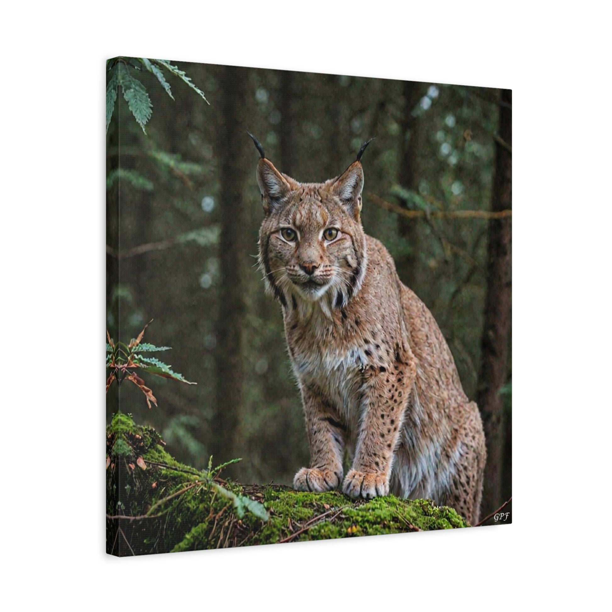 Eurasian Lynx (123) - Great Pictures Framed