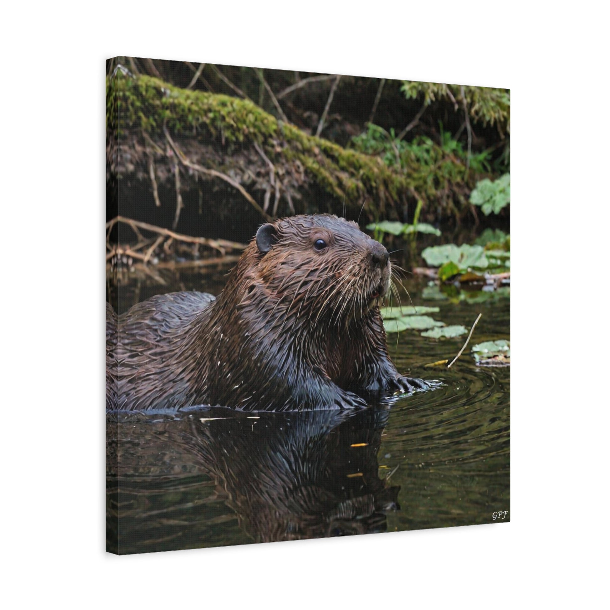 North American Beaver (067) - Great Pictures Framed