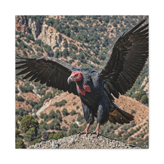 California Condor (0173) - Great Pictures Framed