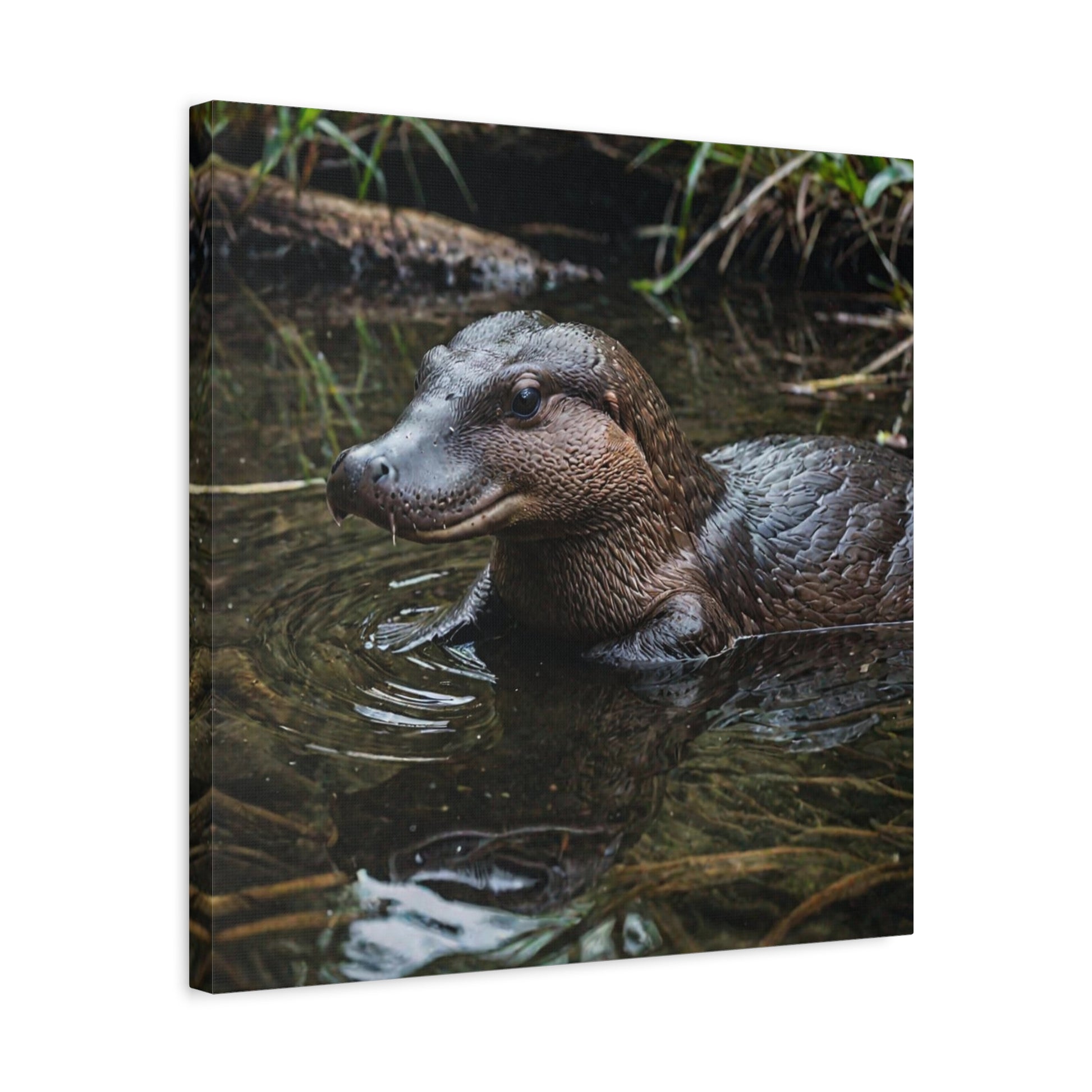 Platypus (26) - Great Pictures Framed