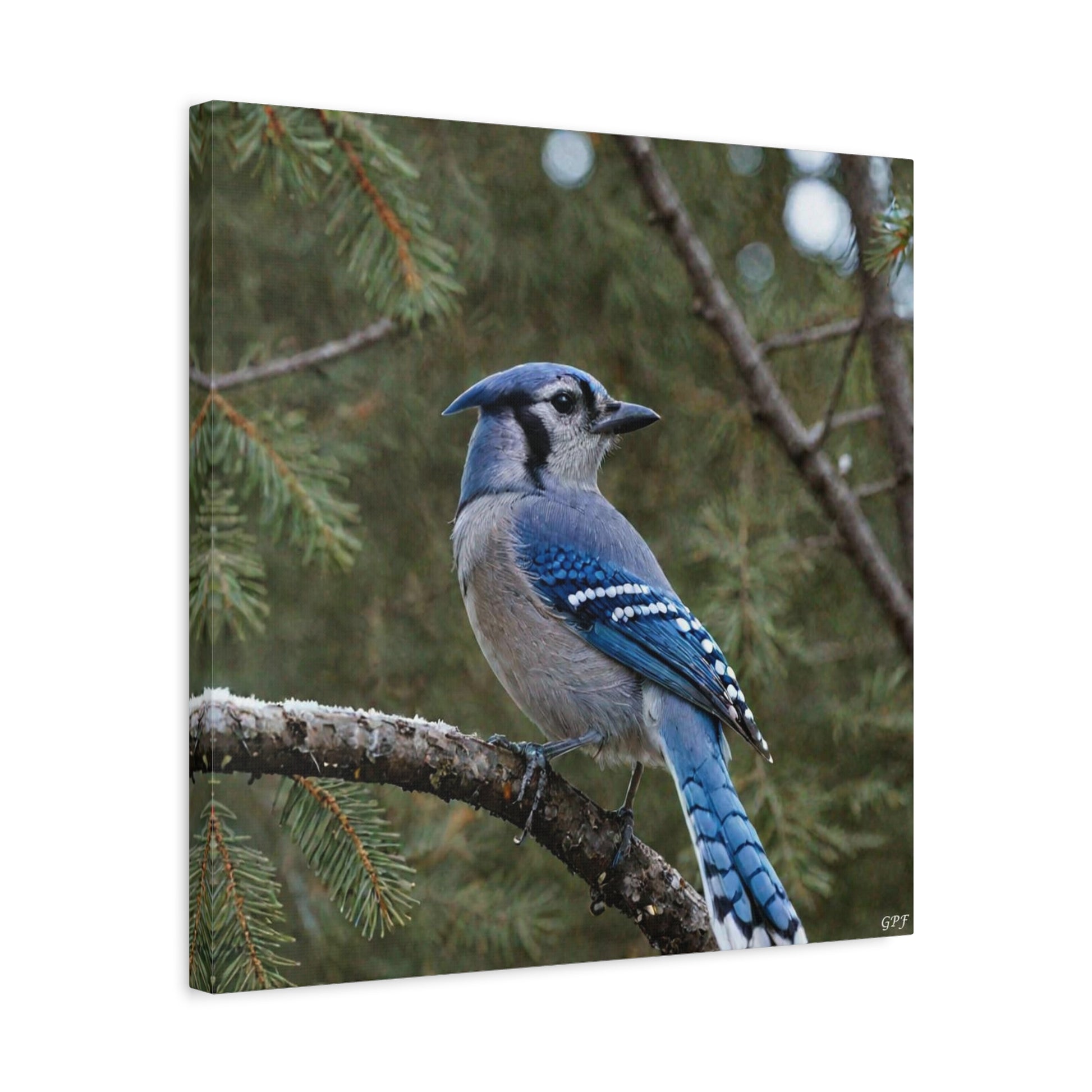 Blue Jay (0171) - Great Pictures Framed