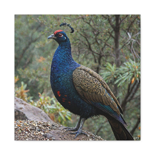 Himalayan Monal (0055) - Great Pictures Framed