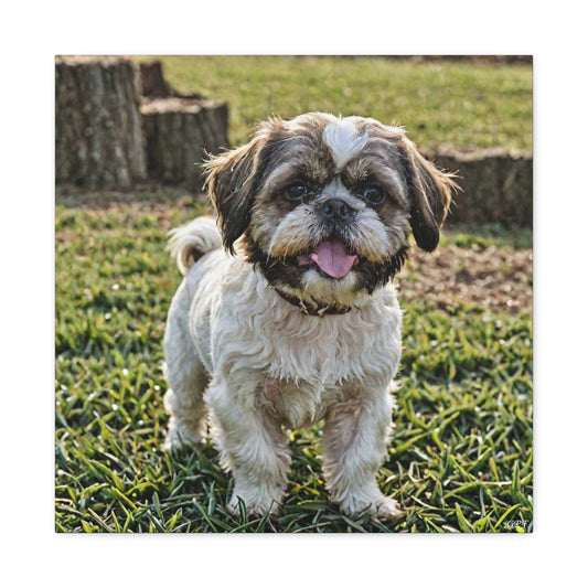 Shih Tzu (095) - Great Pictures Framed