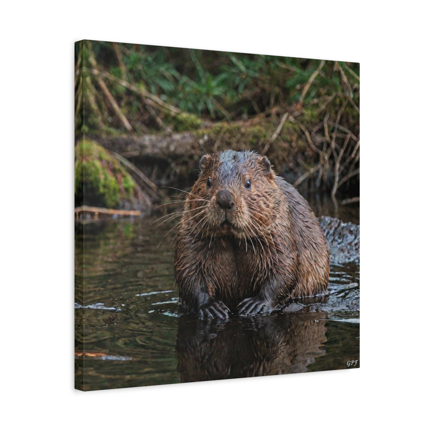 Eurasian Beaver (152) - Great Pictures Framed