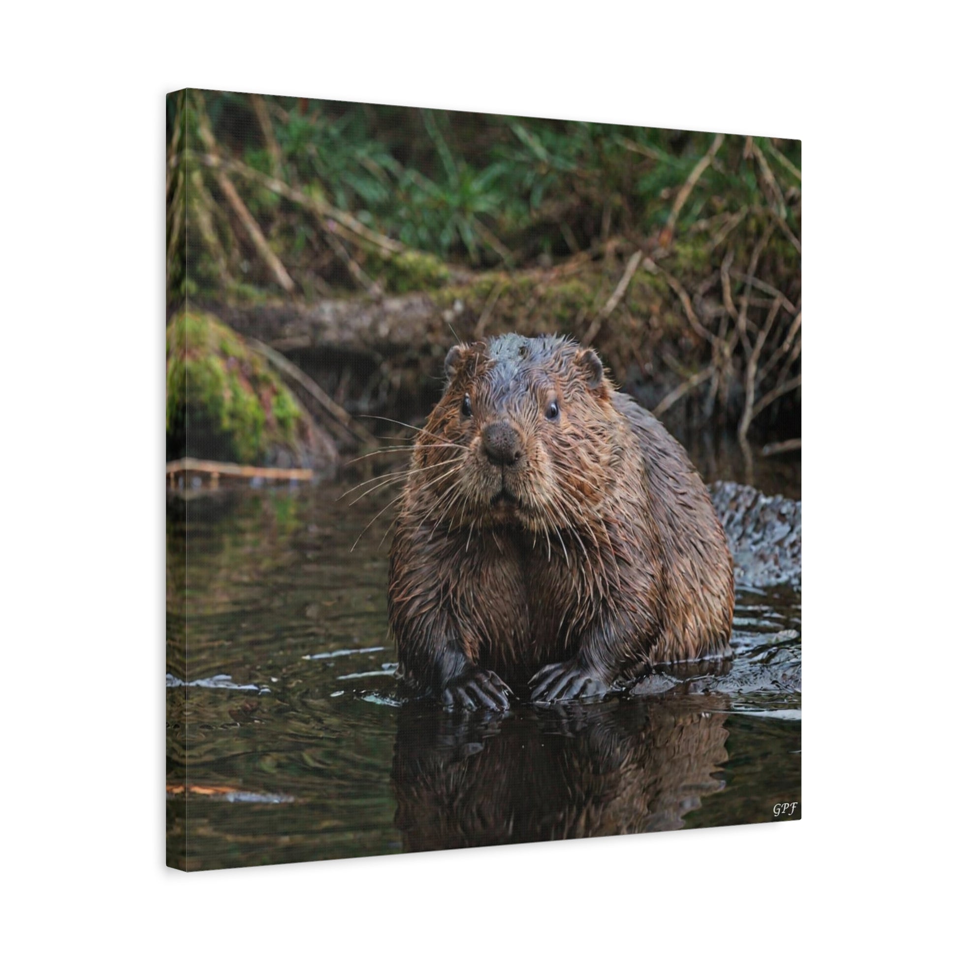 Eurasian Beaver (152) - Great Pictures Framed
