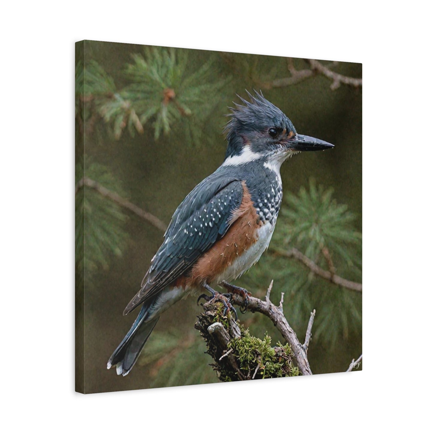Belted Kingfisher (0168) - Great Pictures Framed