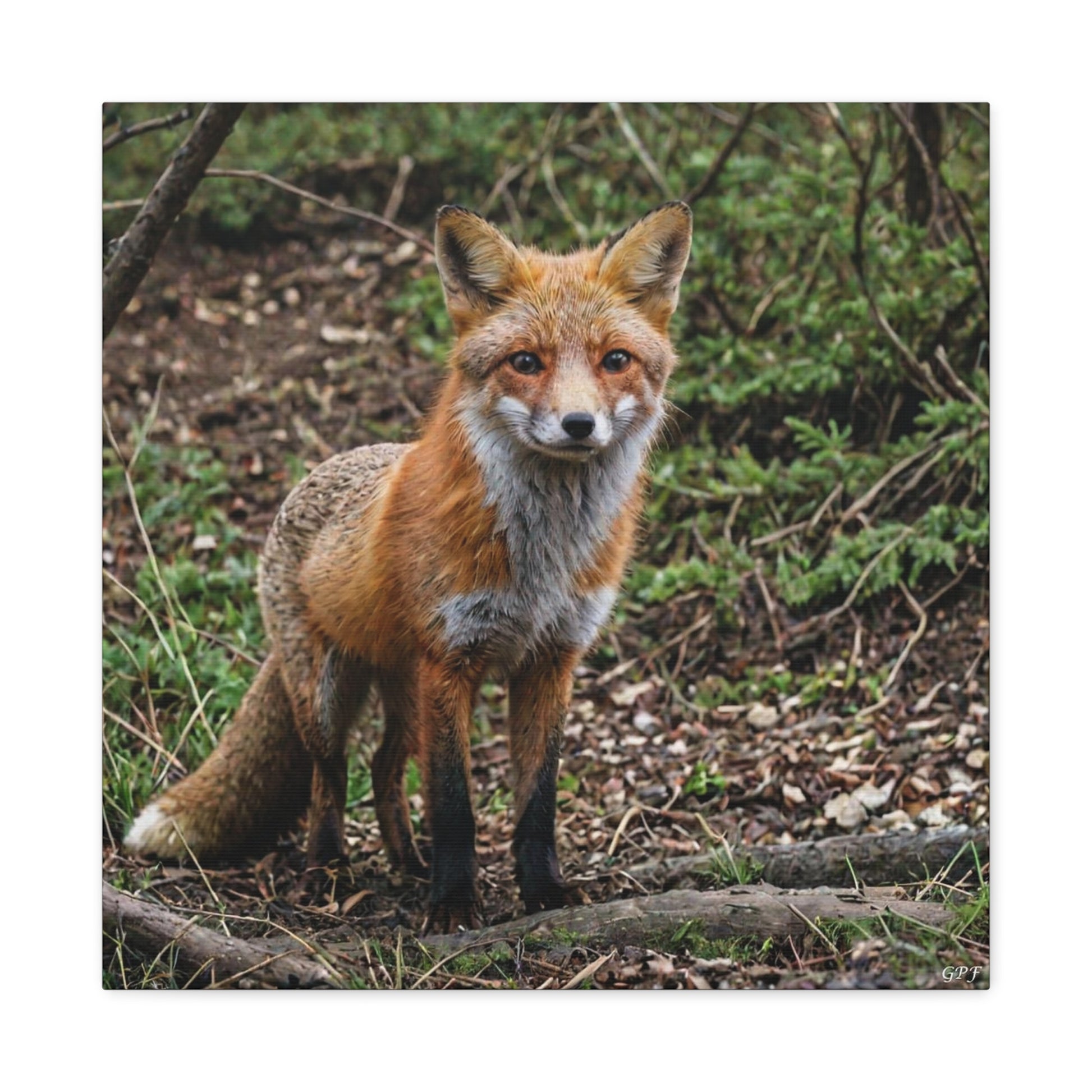 Red Fox (065) - Great Pictures Framed