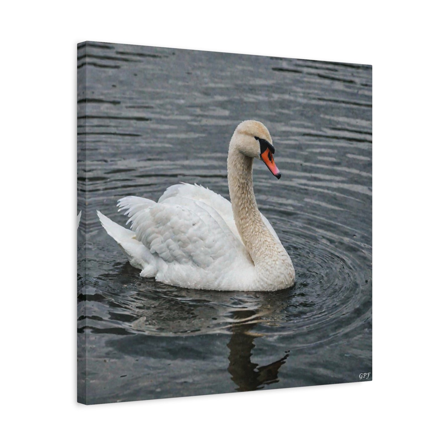 Mute Swan (0151) - Great Pictures Framed