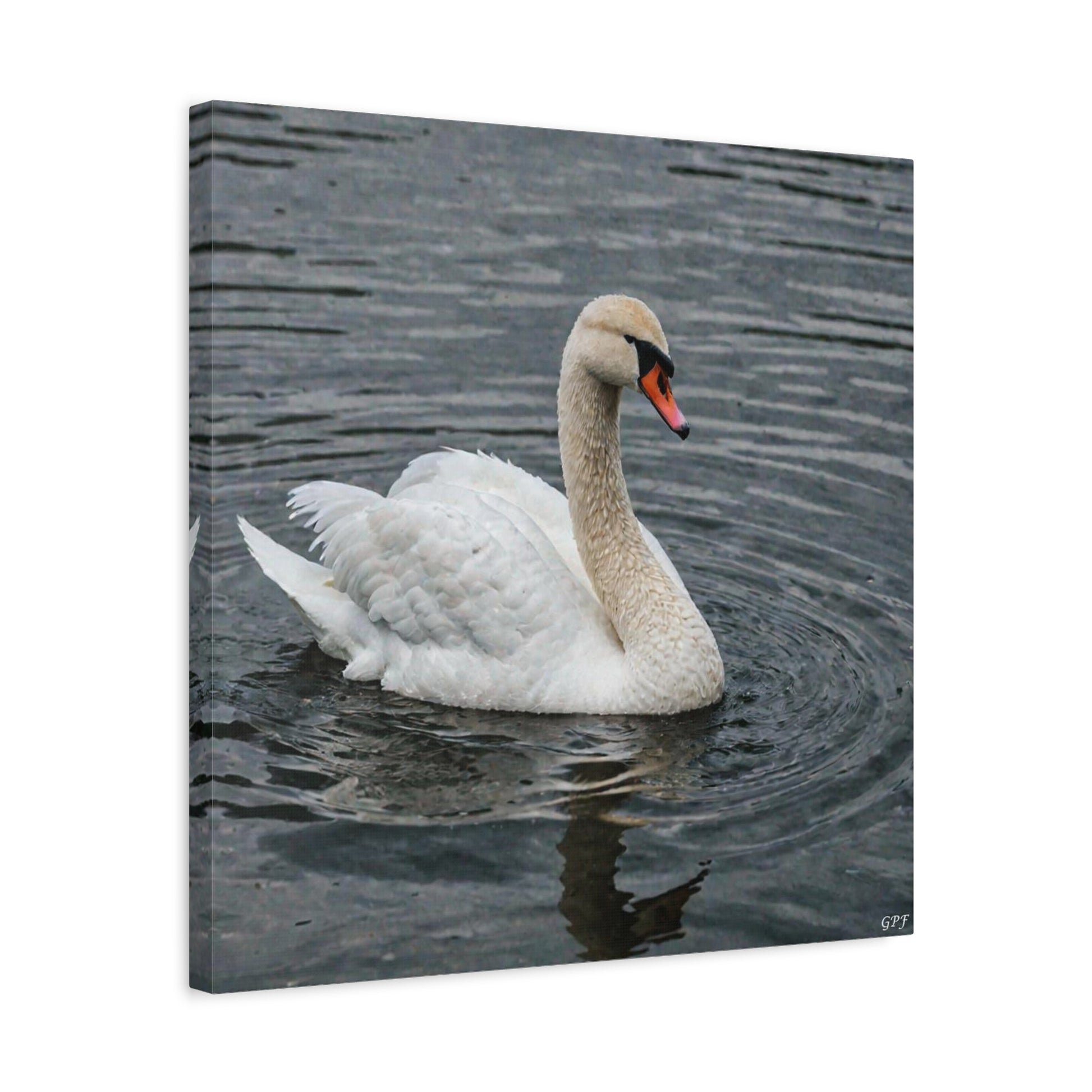 Mute Swan (0151) - Great Pictures Framed