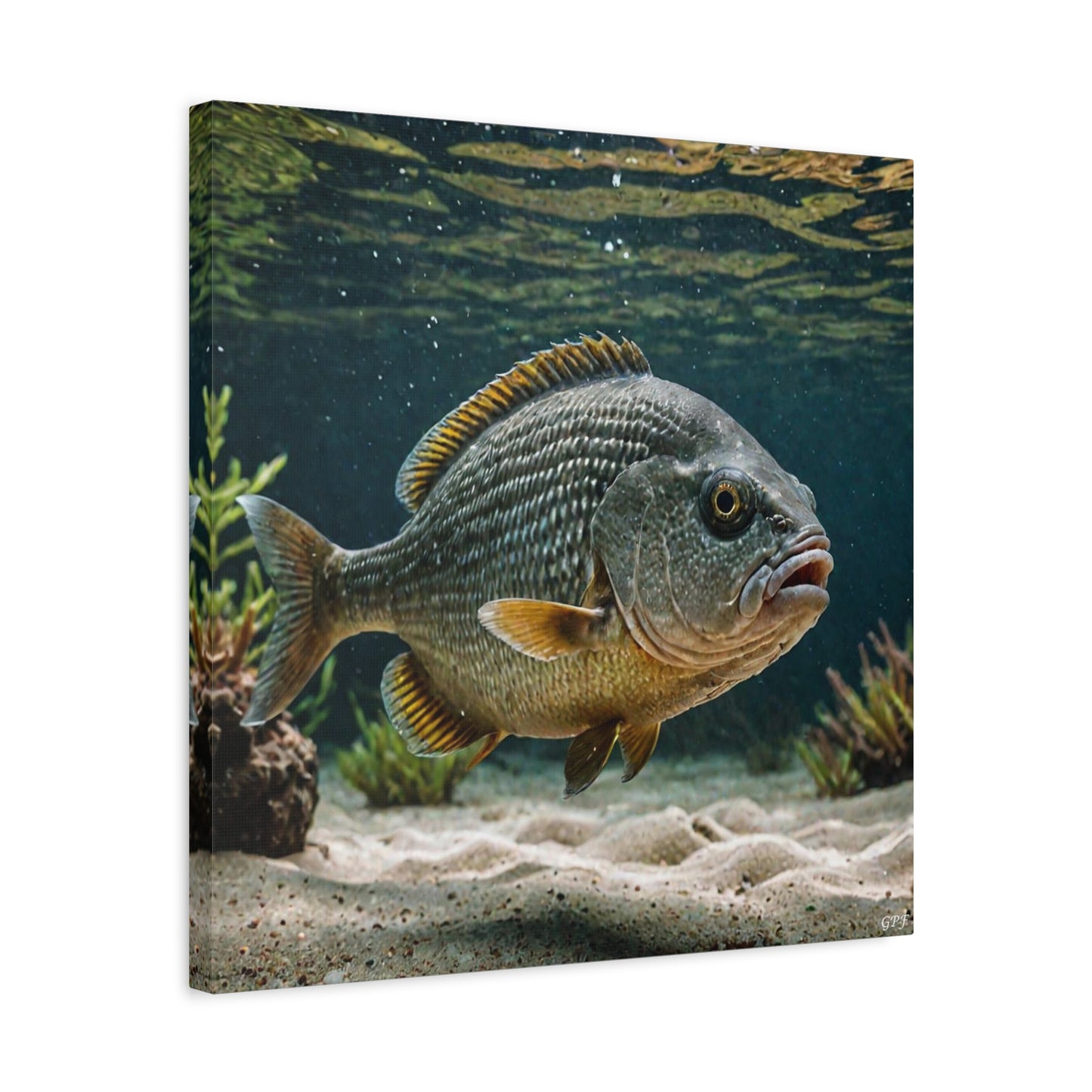 Piranha (112) - Great Pictures Framed