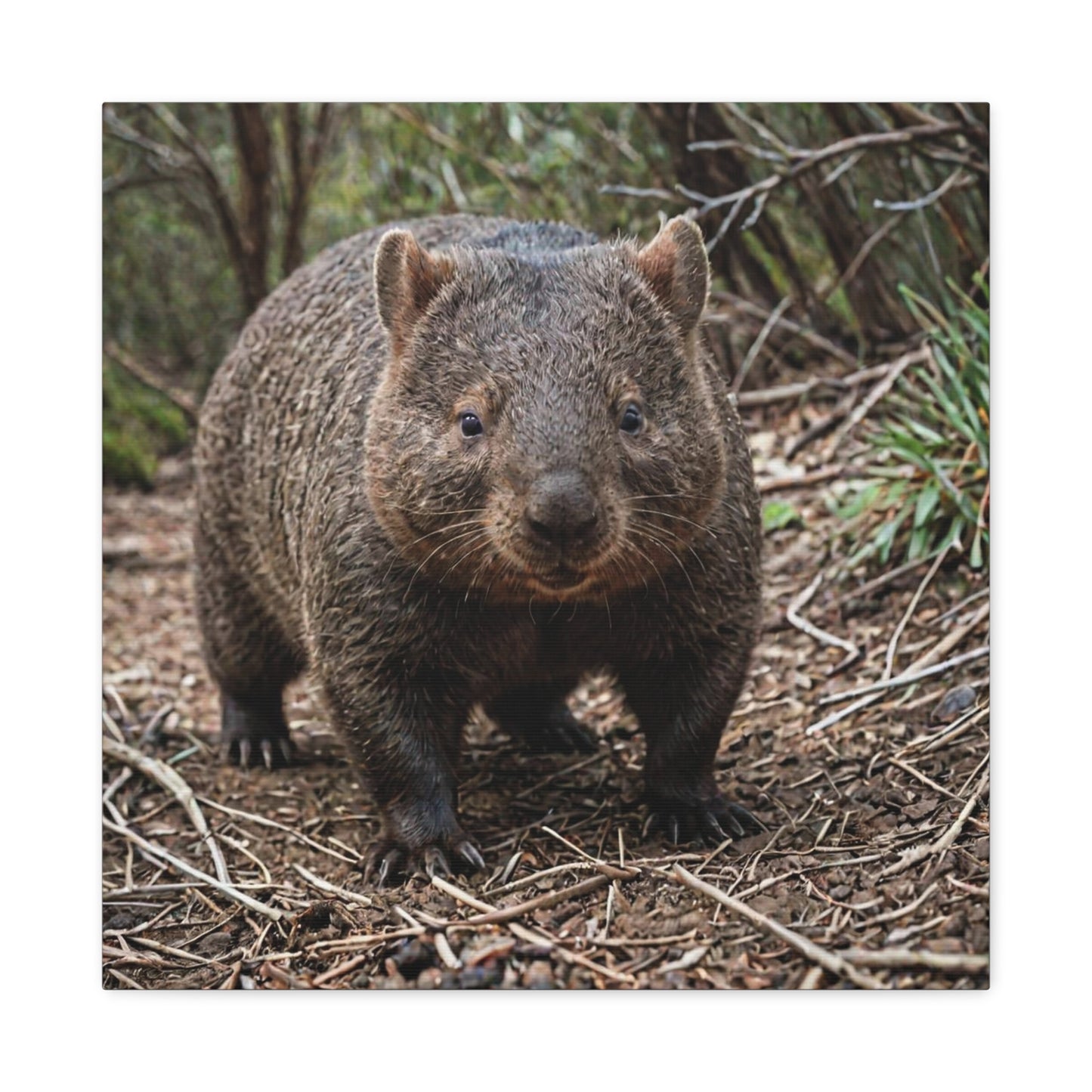 Wombat (39) - Great Pictures Framed
