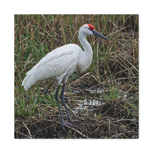 Siberian Crane (0075) - Great Pictures Framed