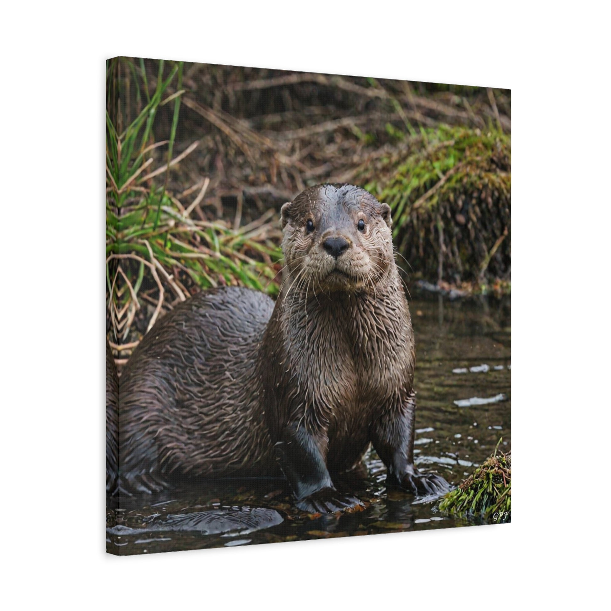 Eurasian Otter (143) - Great Pictures Framed