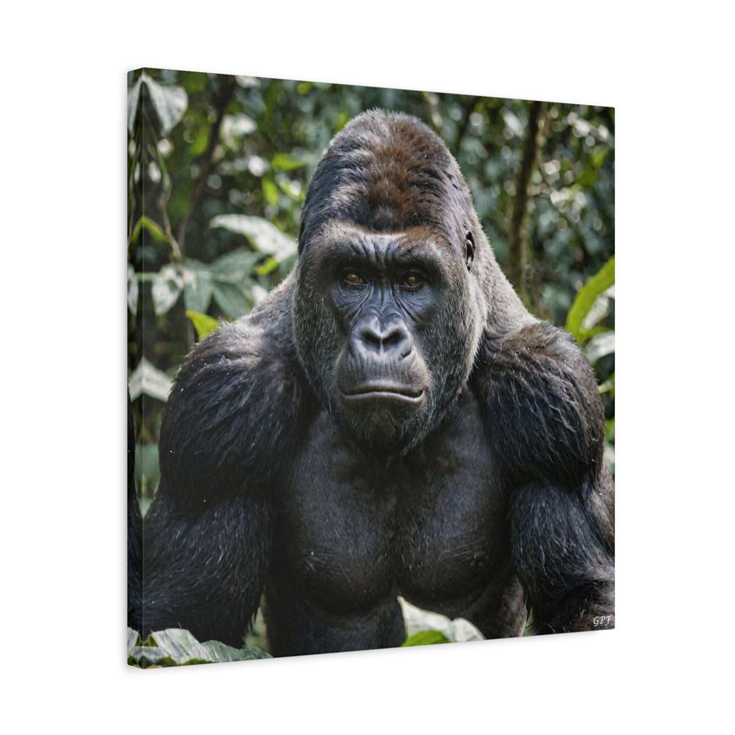 Gorilla (015) - Great Pictures Framed
