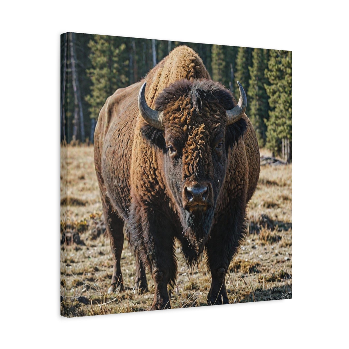 Bison (045) - Great Pictures Framed