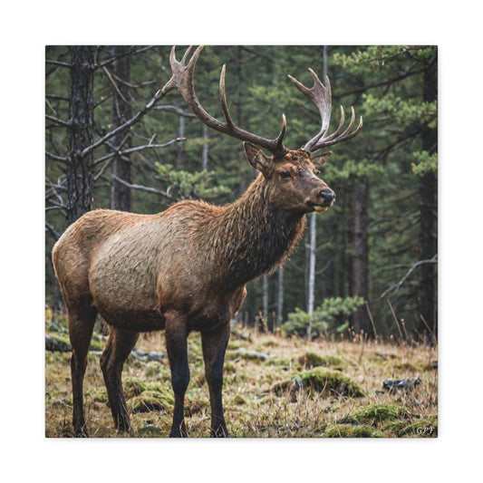 Elk (051) - Great Pictures Framed