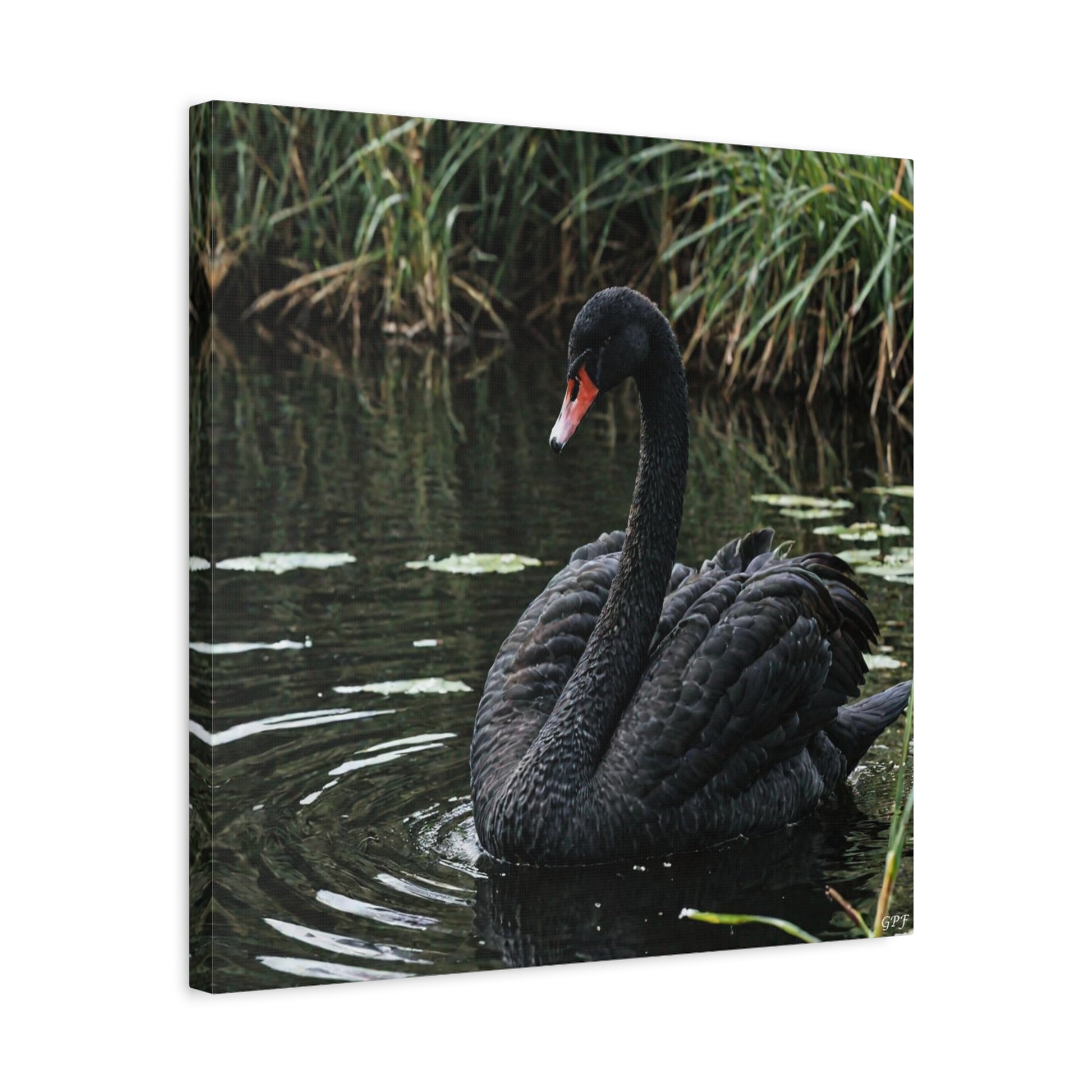 Black Swan (0087) - Great Pictures Framed