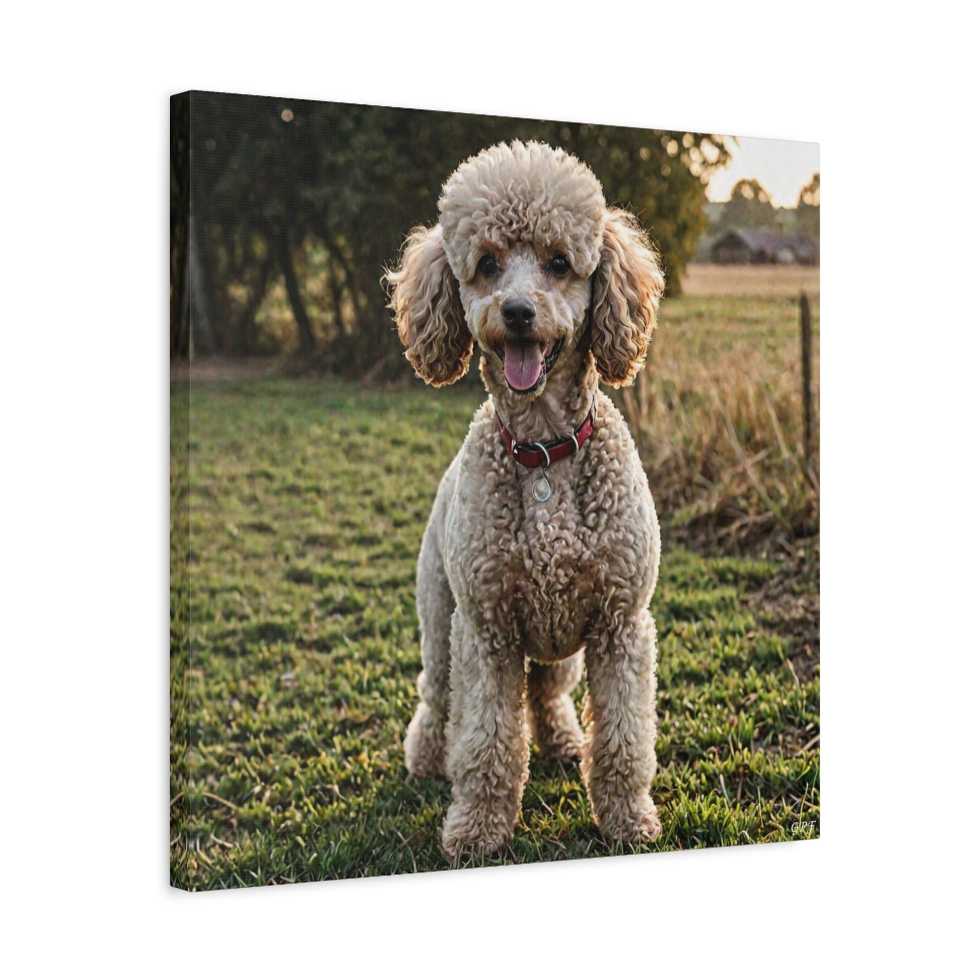 Poodle (083) - Great Pictures Framed