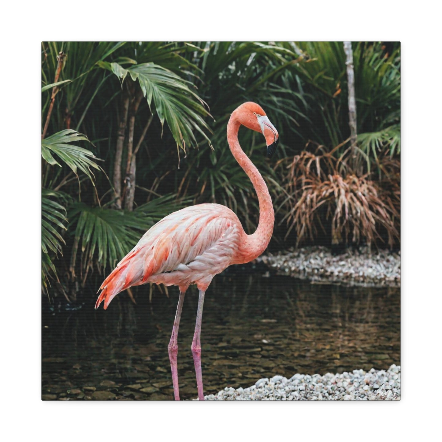 Flamingo (039) - Great Pictures Framed