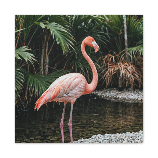 Flamingo (039) - Great Pictures Framed