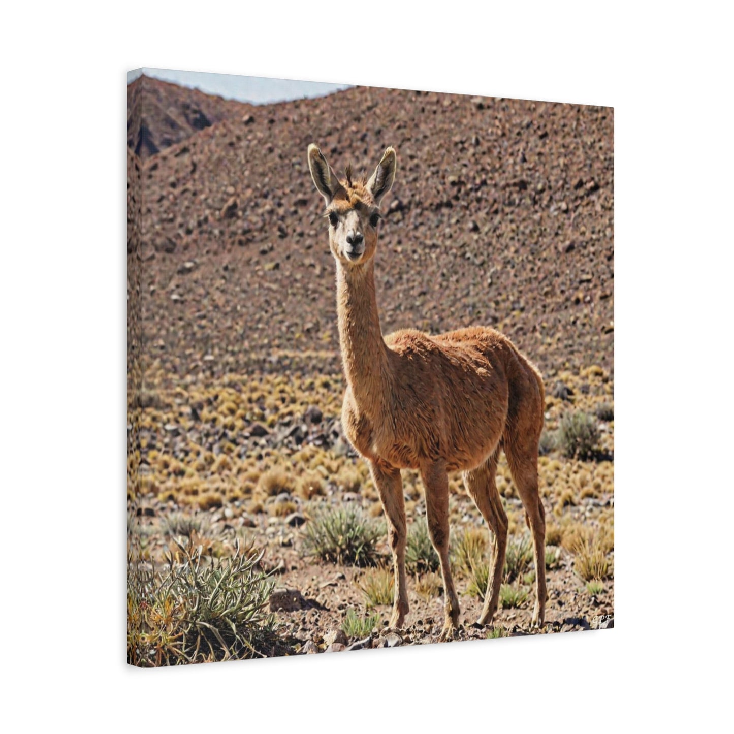 Vicuña (106) - Great Pictures Framed