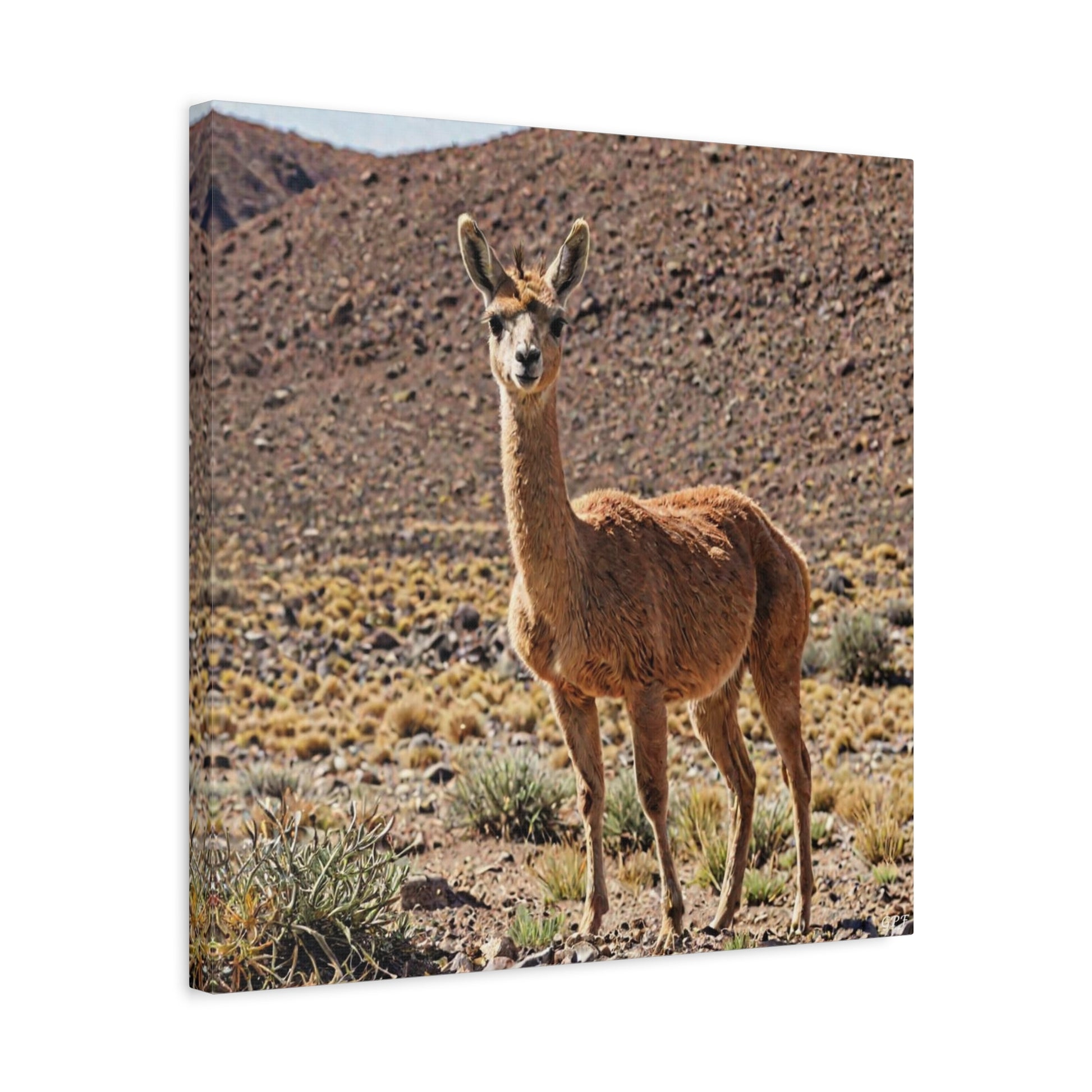 Vicuña (106) - Great Pictures Framed