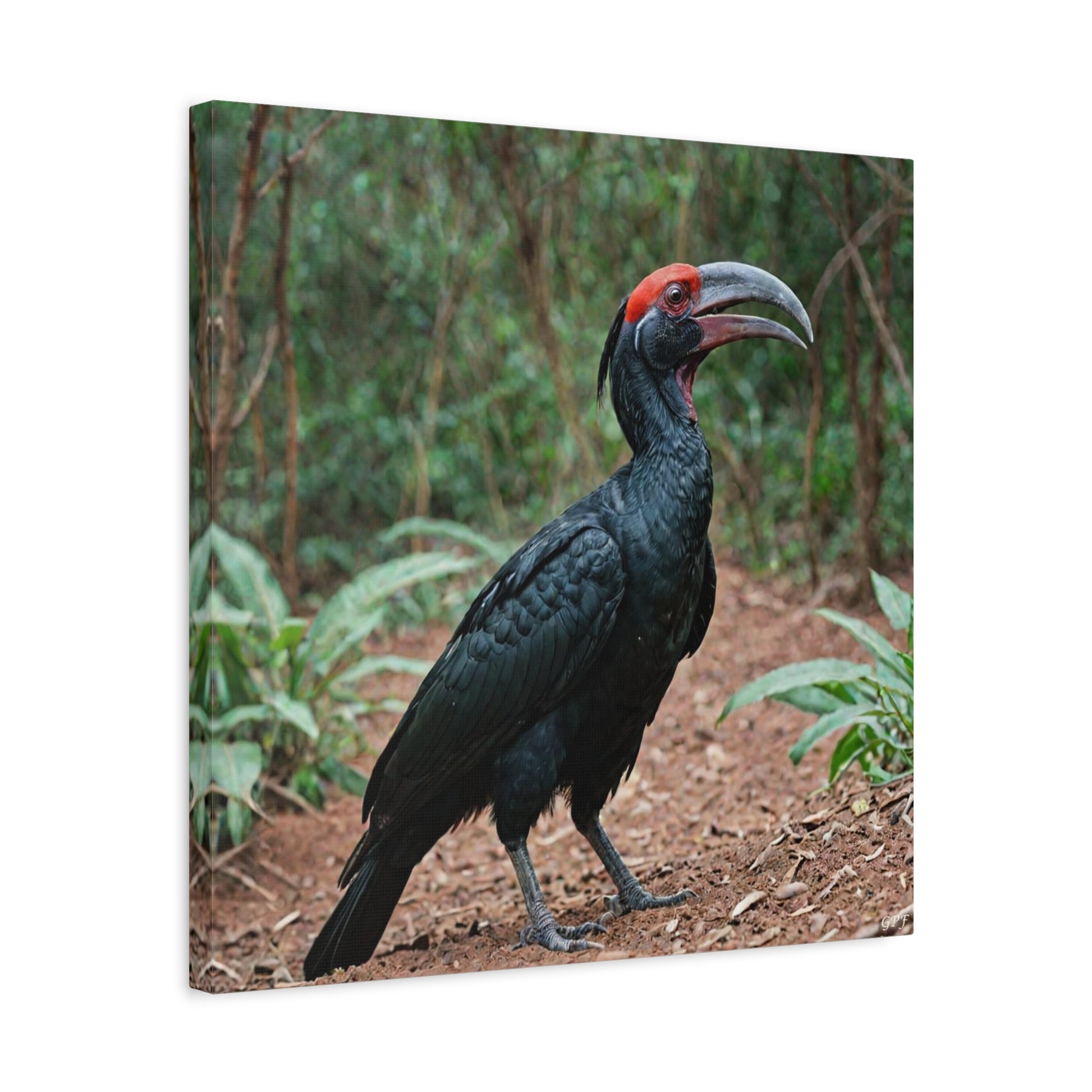 Abyssinian Ground Hornbill (0001) - Great Pictures Framed