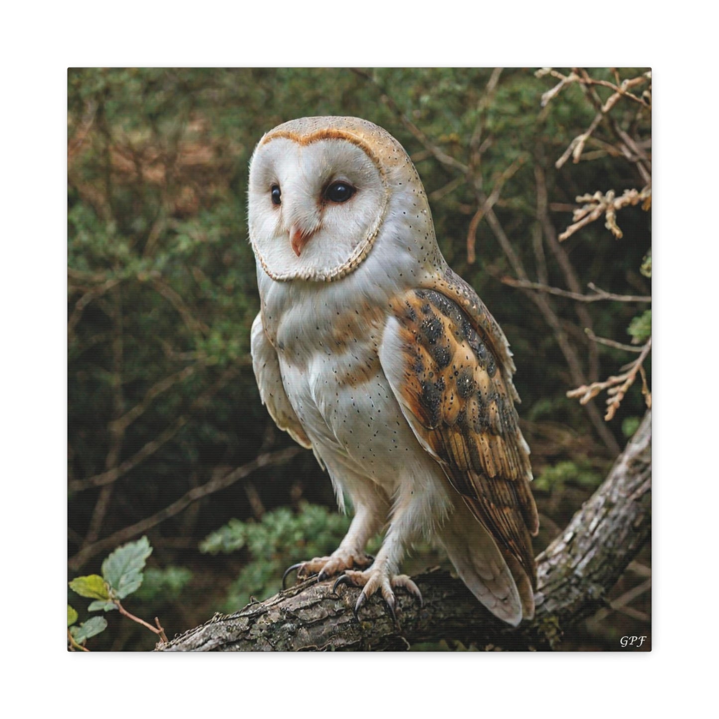 Barn Owl (0123) - Great Pictures Framed
