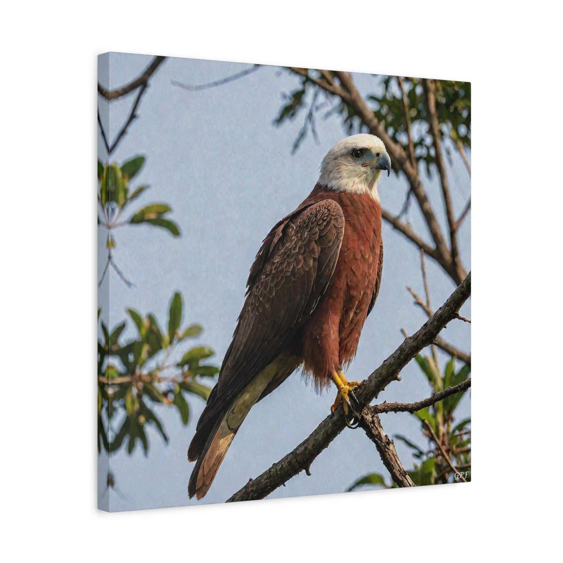 Brahminy Kite (0050) - Great Pictures Framed