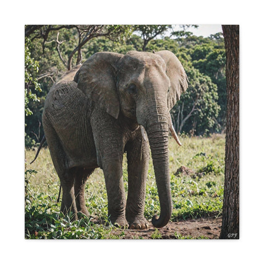 Elephant (003) - Great Pictures Framed